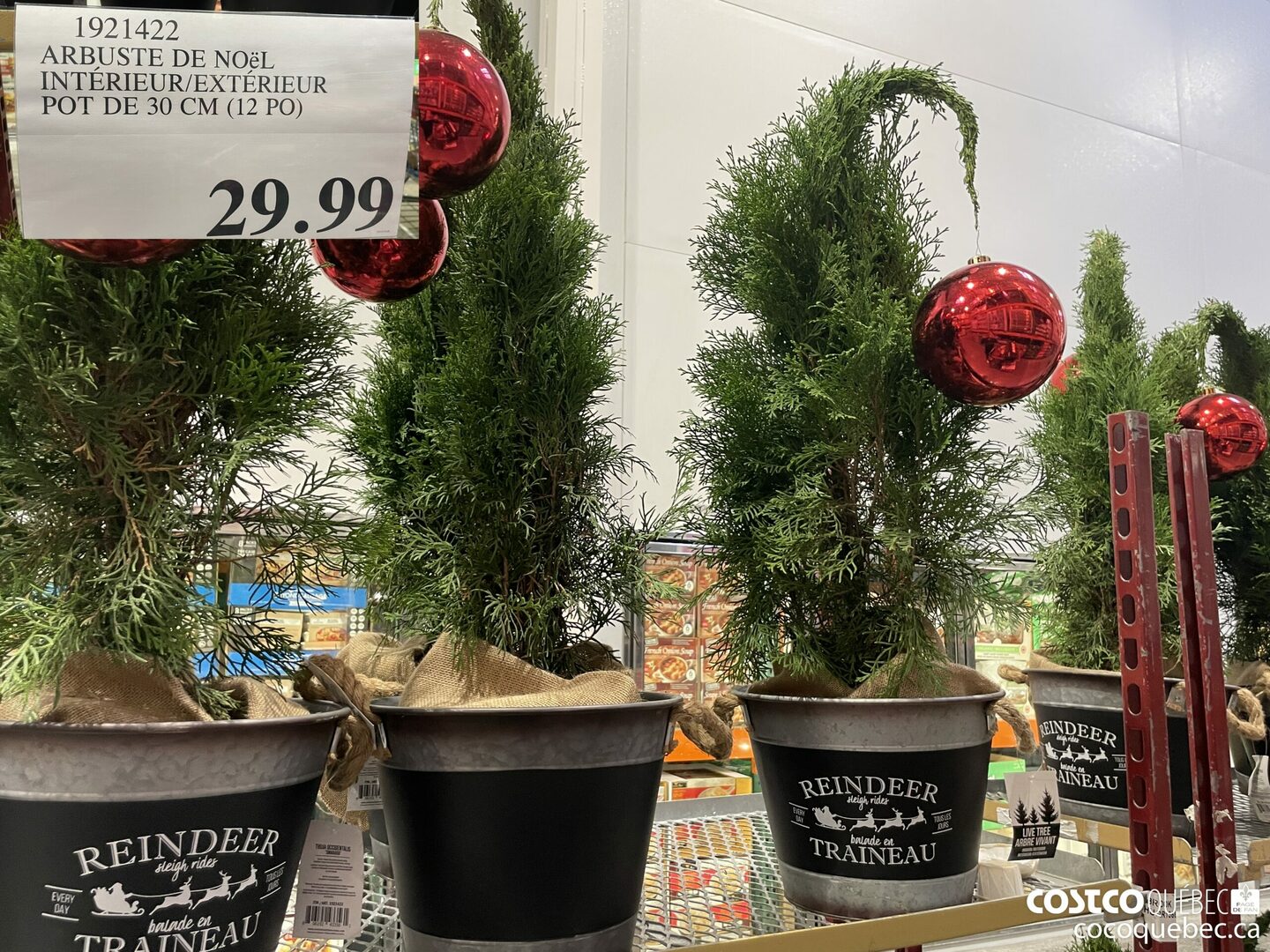 1921422 ARBUSTE DE NOEL  INTERIEUR/EXTERIEUR 1921429 | ARBUSTE DE NO€éL INTERIEUR/ EXTERIEUR | POT DE 30 CM (12 PO) 29.99-  $29.99
