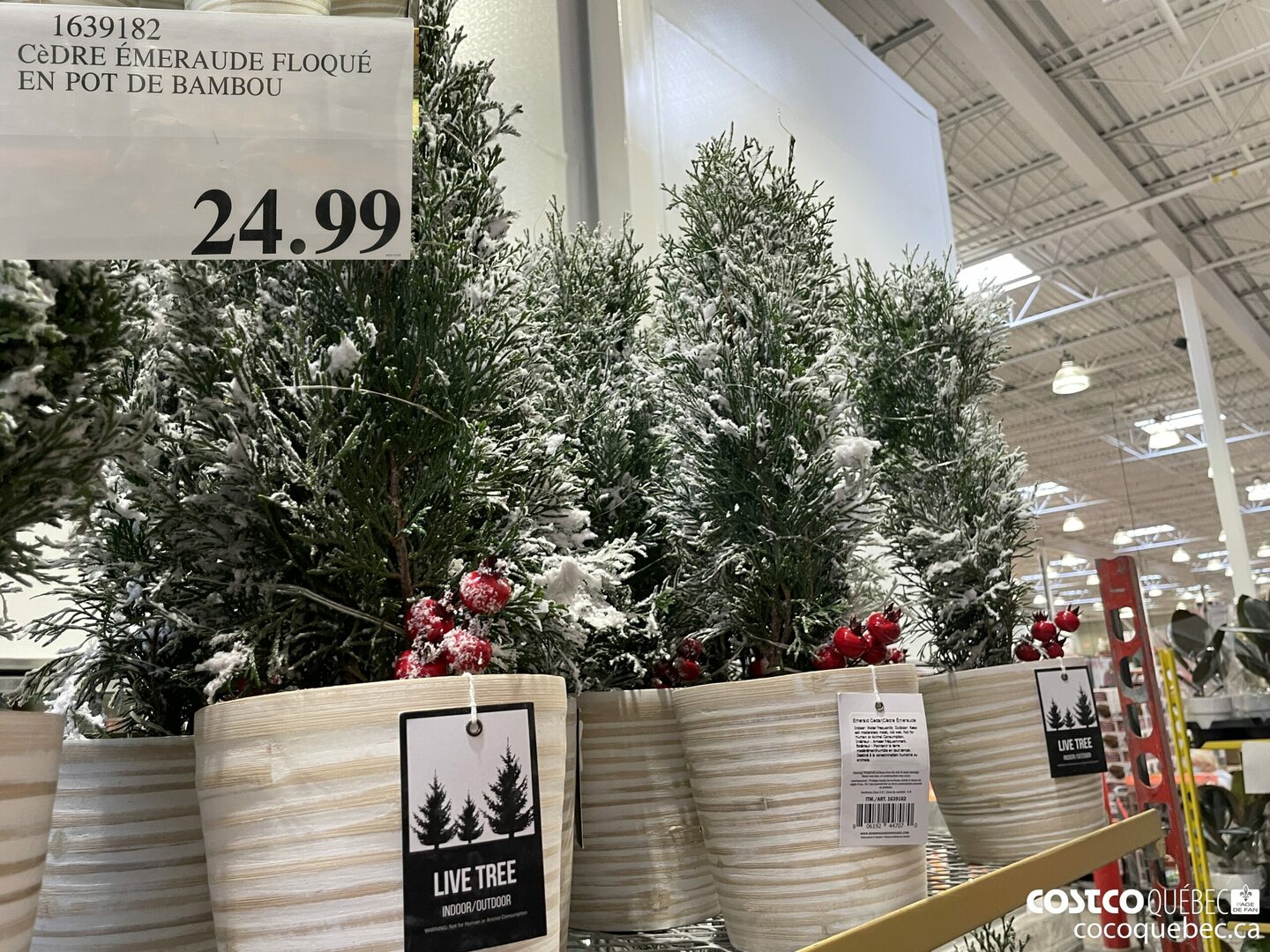 1639182 CeDRE EMERAUDE FLOQUE  EN POT DE BAMBOU  $24.99