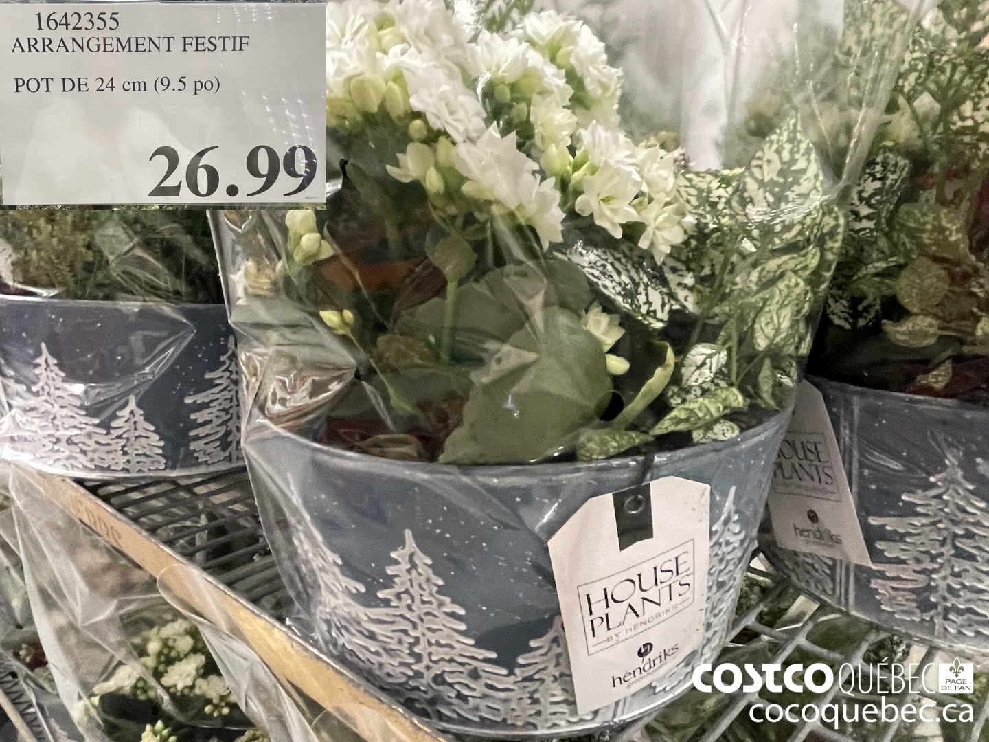 1642355 ARRANGEMENT FESTIF POT DE 24 cm (9.5 po)  $26.99