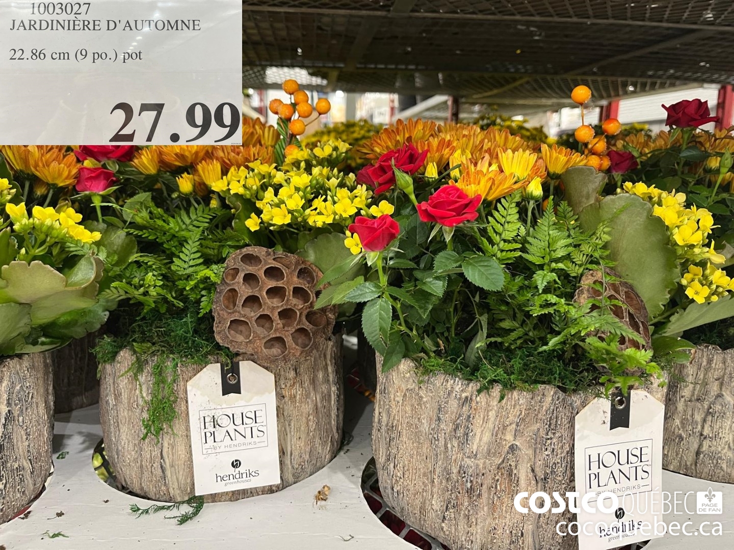 1003027 JARDINIERE D'AUTOMNE  $27.99