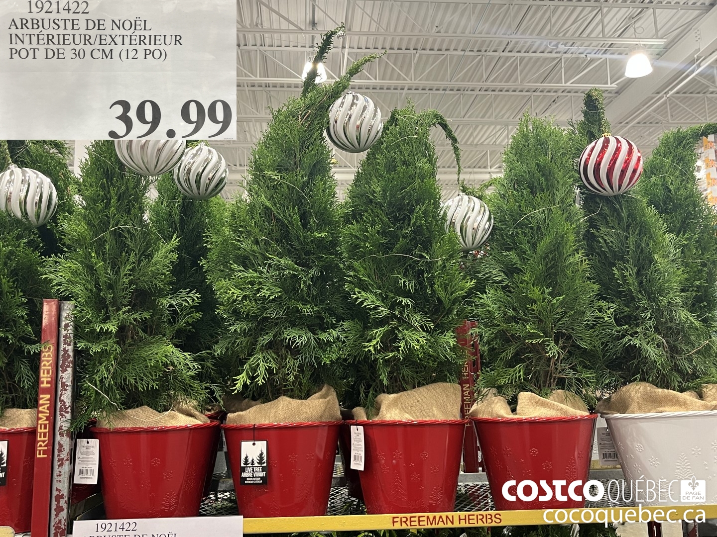 1921422 ARBUSTE DE NOEL INTERIEUR/EXTERIEUR POT DE 30 CM (12 PO) $39.99