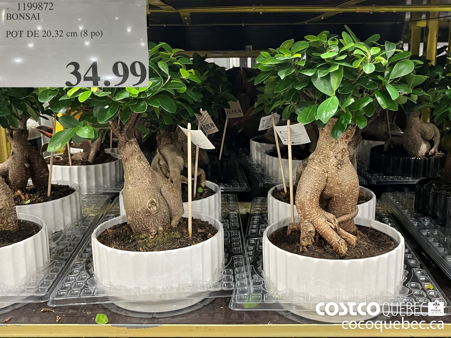 1199872 BONSAI POT DE 20,32 cm (8 po)  $34.99