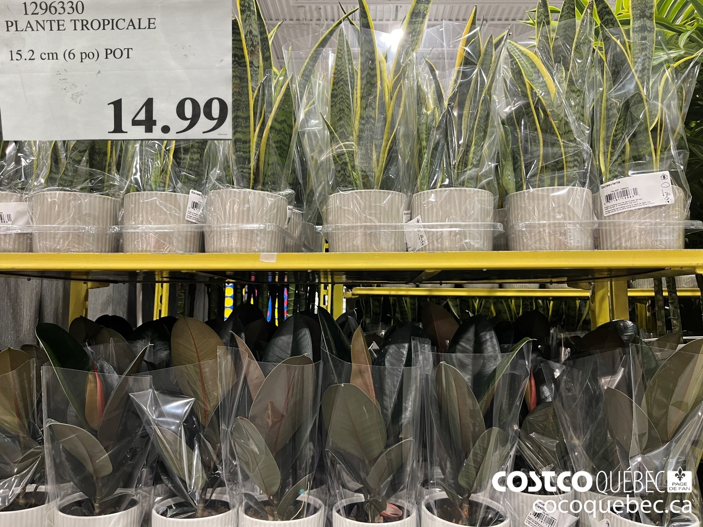 1296330 PLANTE TROPICALE 15.2 cm (6 po) POT  $14.99