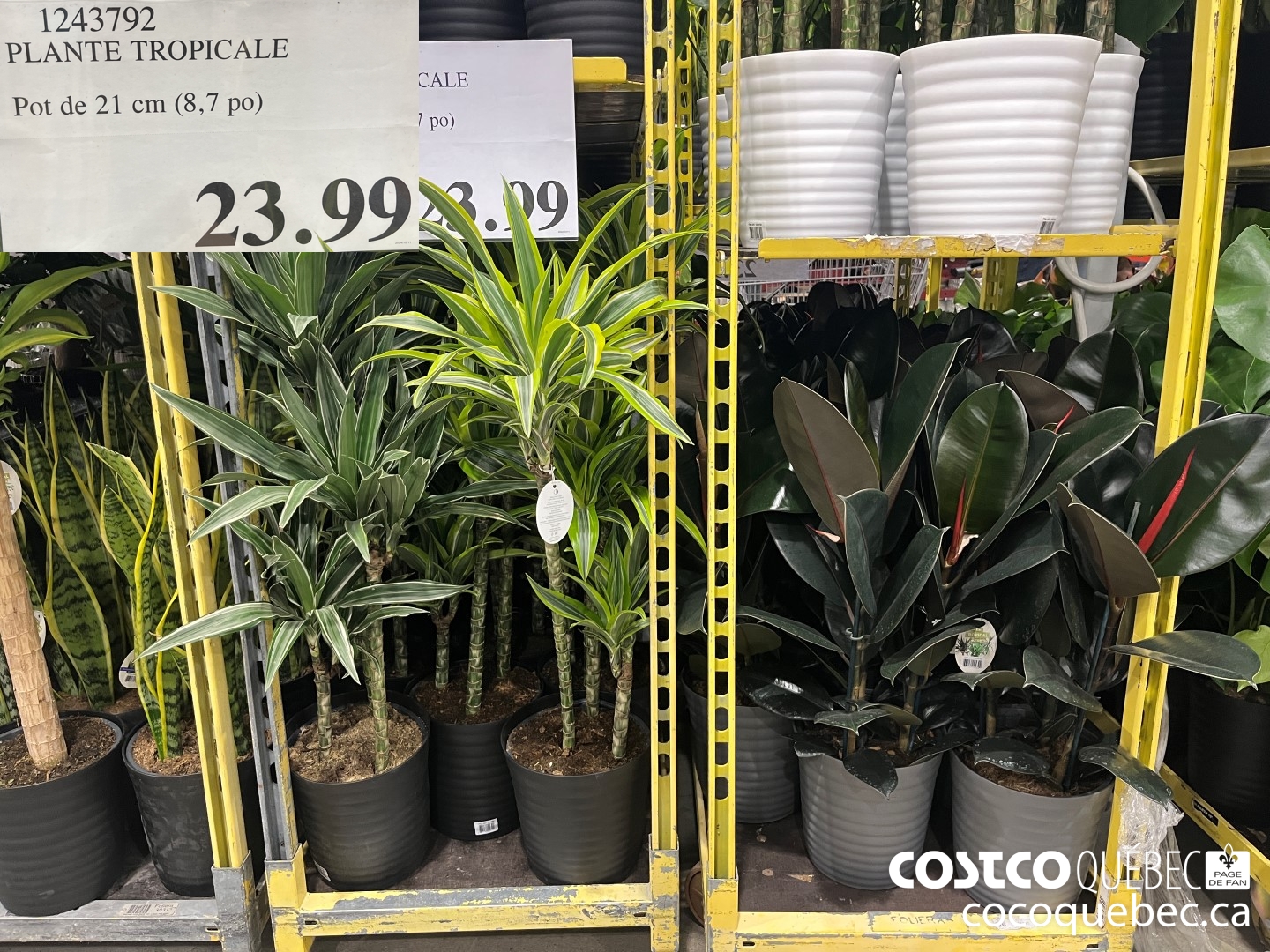 1243792 PLANTE TROPICALE  $23.99