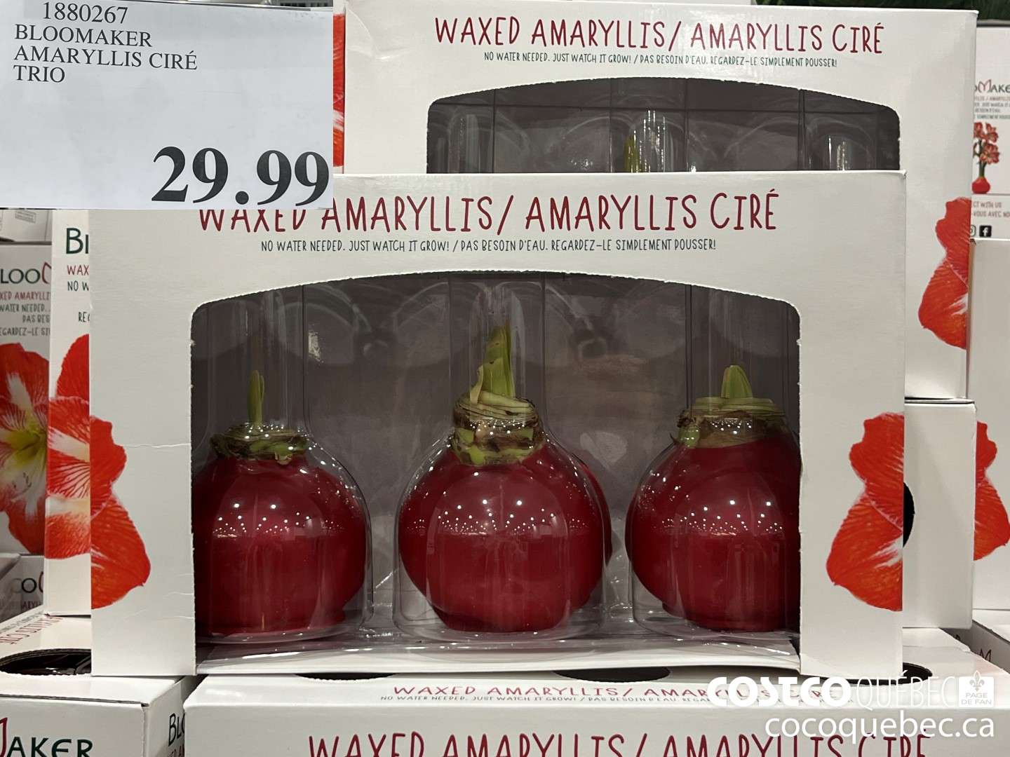 1330267 BLOOMAKER AMARYLLIS CIRE TRIO  $29.99