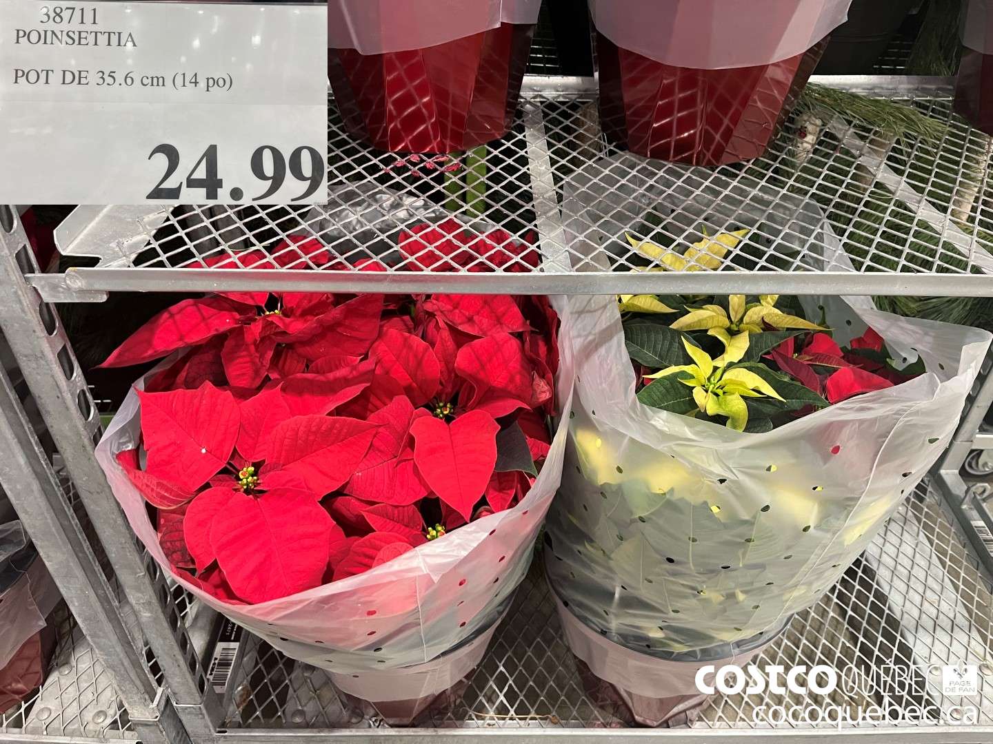 38711 POINSETTIA POT DE 35.6 cm (14 po)  $24.99