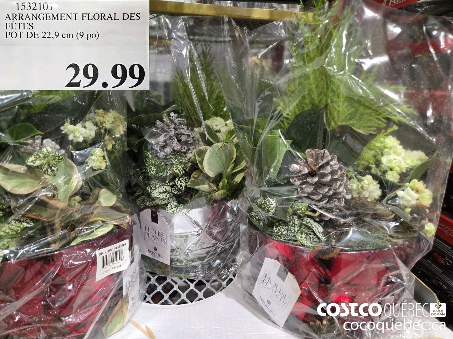 1532101 ARRANGEMENT FLORAL DES FETES BOI DE 22,9. cm OG  $29.99