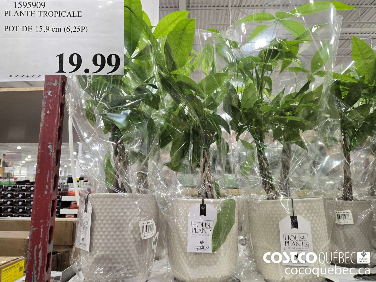 1395909 PLANTE TROPICALE BOT DE 15,9 cm (6,25P)  $19.99