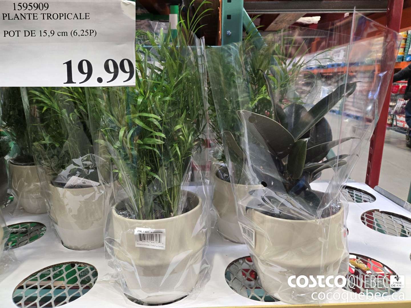 1595909 PLANTE TROPICALE POT DE 15,9 cm (6,25P)  $19.99
