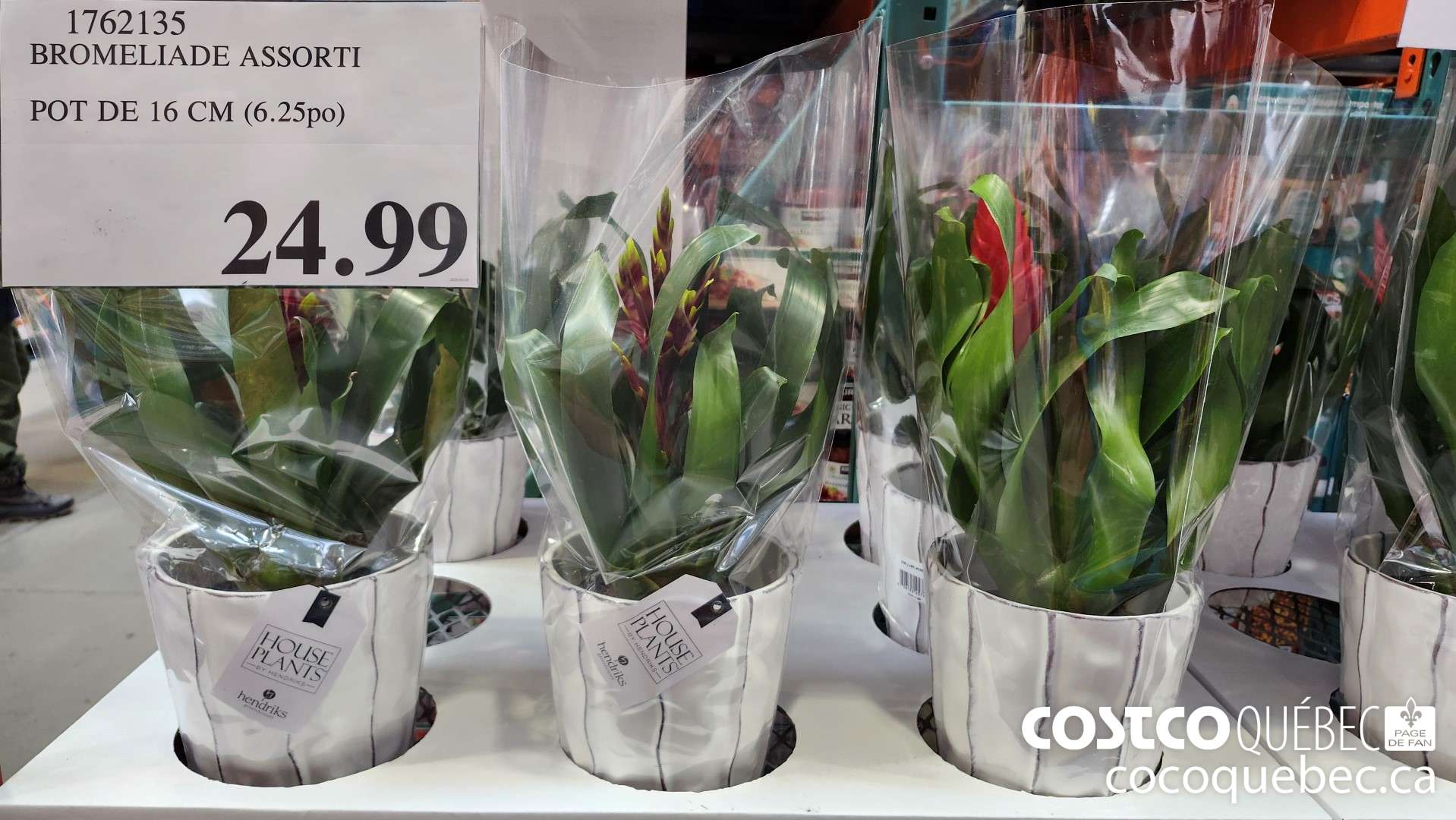 1762135 BROMELIADE ASSORTI POT DE 16 CM (6.25po)  $24.99
