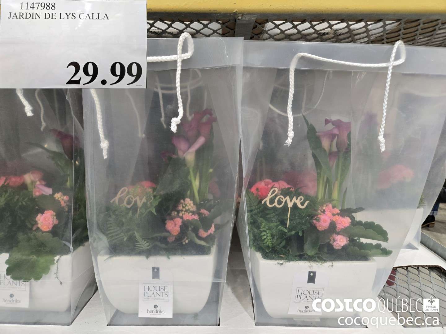 1147988 JARDIN DE LYS CALLA  $29.99