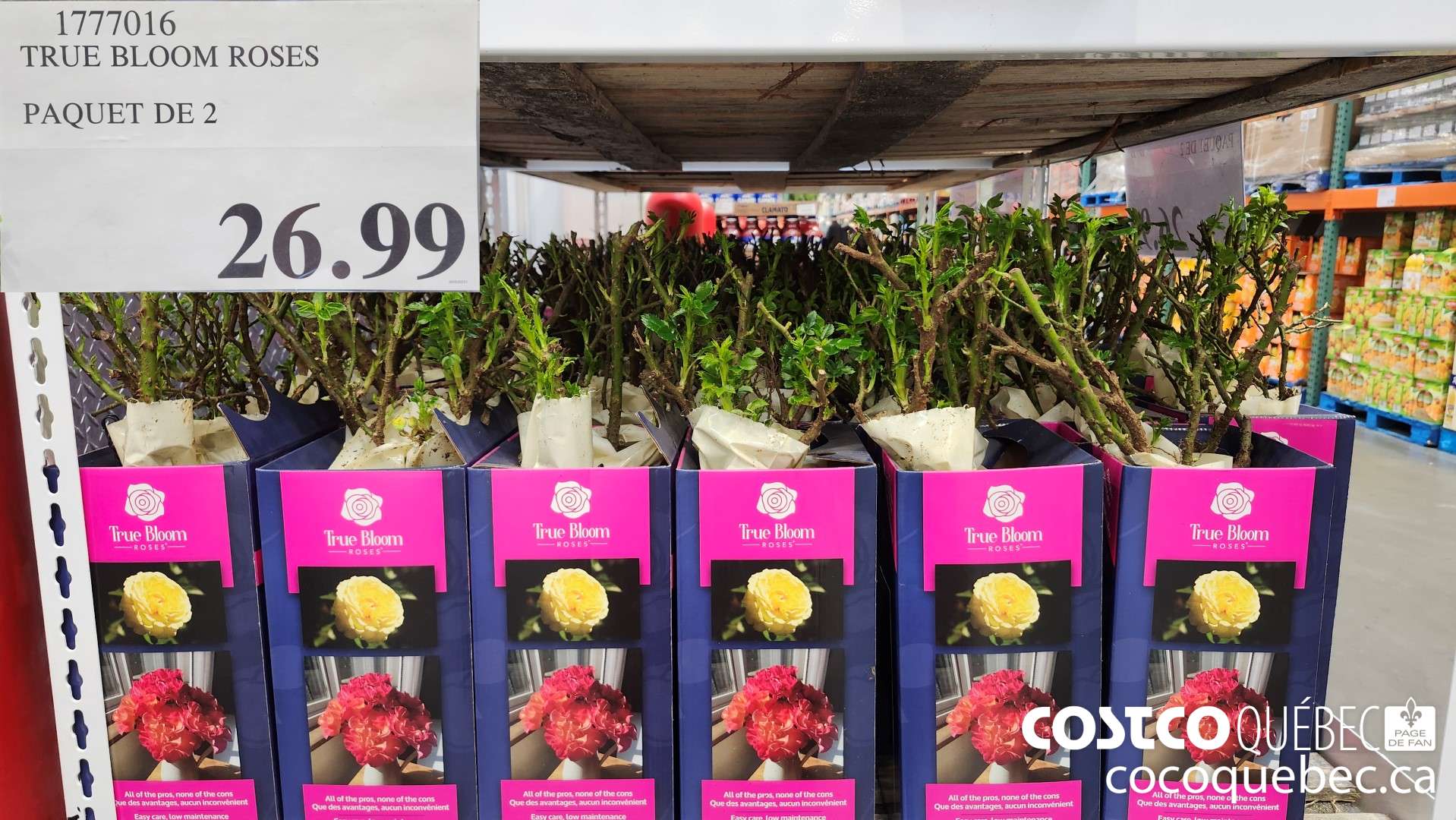 1777016 TRUE BLOOM ROSES PAQUET DE 2  $26.99