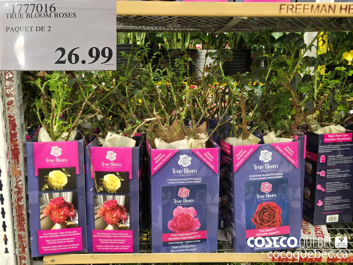 1777016 TRUE BLOOM ROSES PAQUET DE 2  $26.99