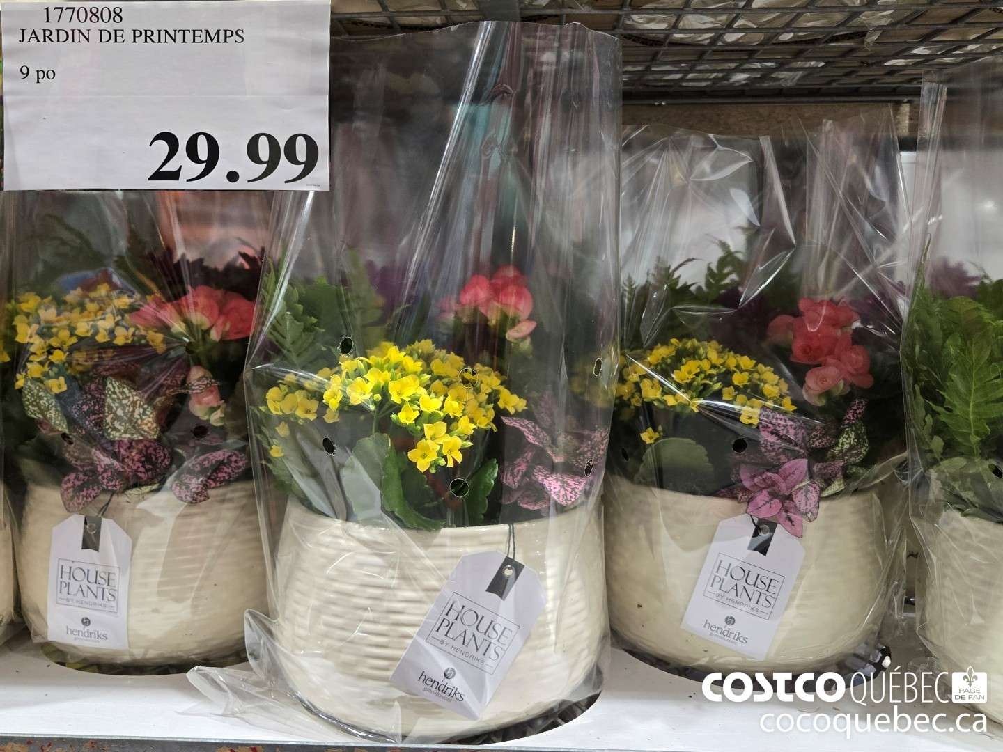 1770808 JARDIN DE PRINTEMPS  $29.99