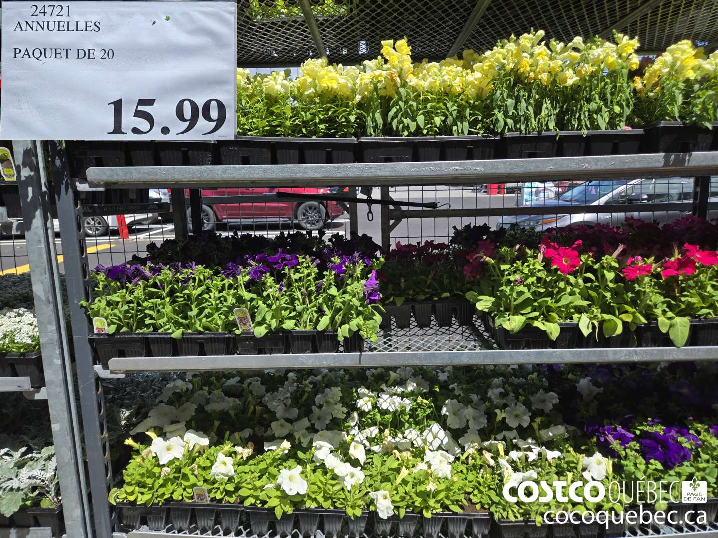 24721 ANNUELLES PAQUET DE 20  $15.99