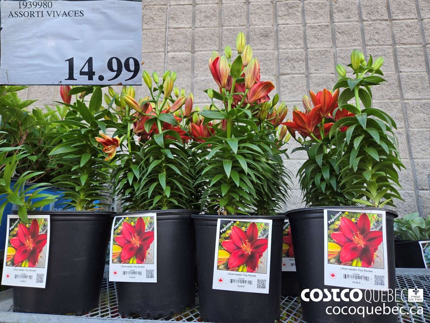 1939980 ASSORTI VIVACES  $14.99