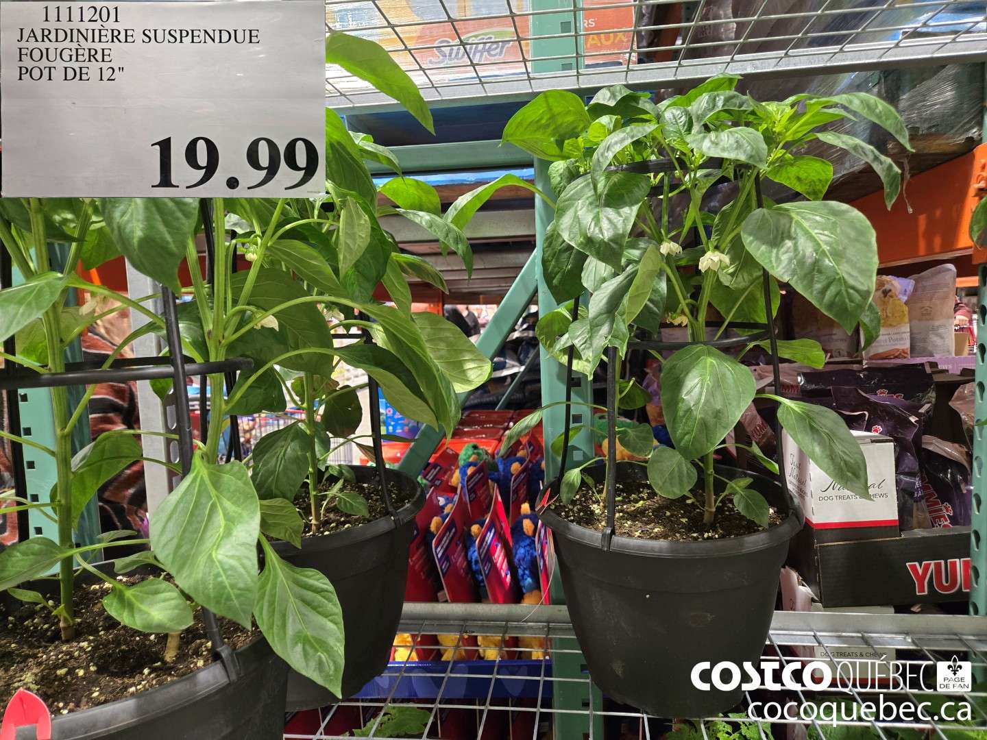 1111201 JARDINIERE SUSPENDUE FOUGERE  $19.99