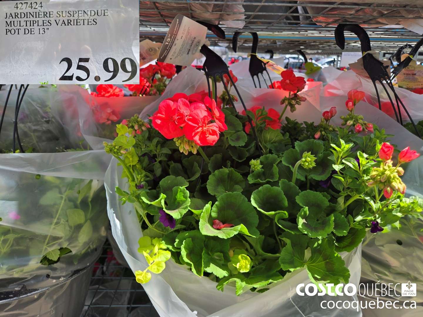 497424 JARDINIERE SUSPENDUE MULTIPLES VARIETES POT DE 13°  $25.99