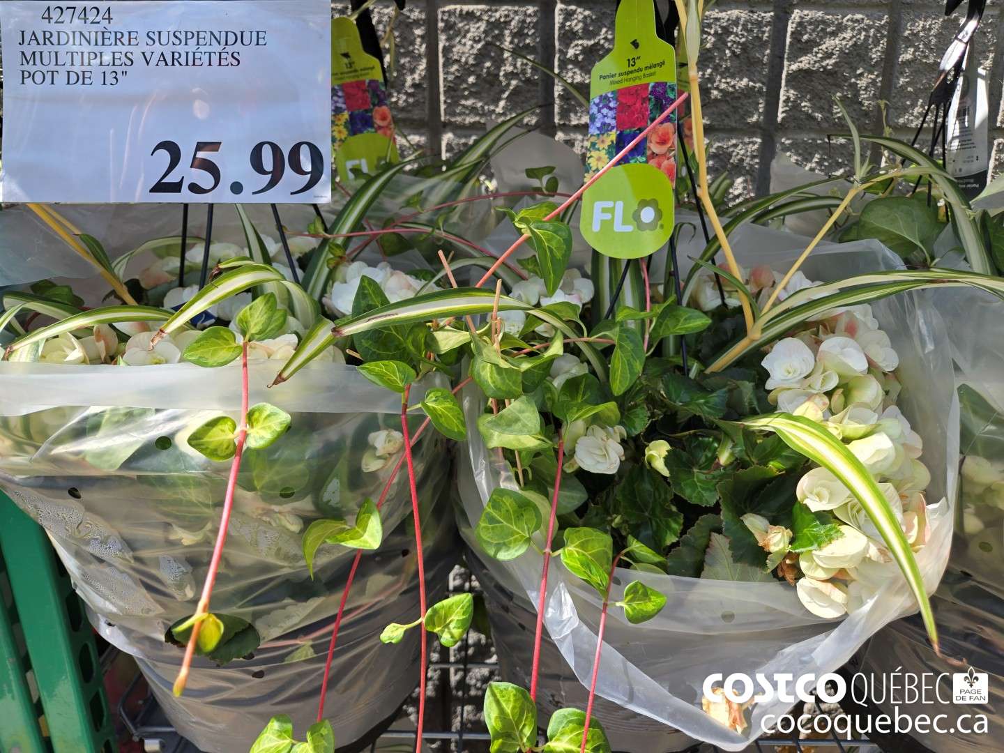 427424 JARDINIERE SUSPENDUE MULTIPLES VARIETES POT DE 13