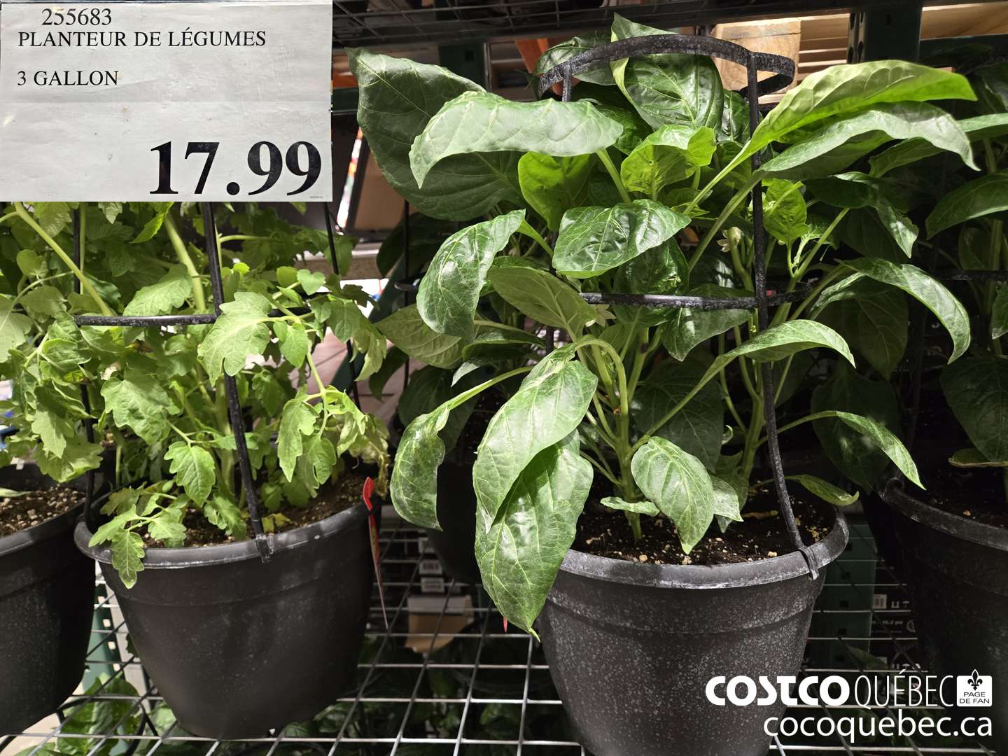 255683 PLANTEUR DE LEGUMES 3 GALLON  $17.99