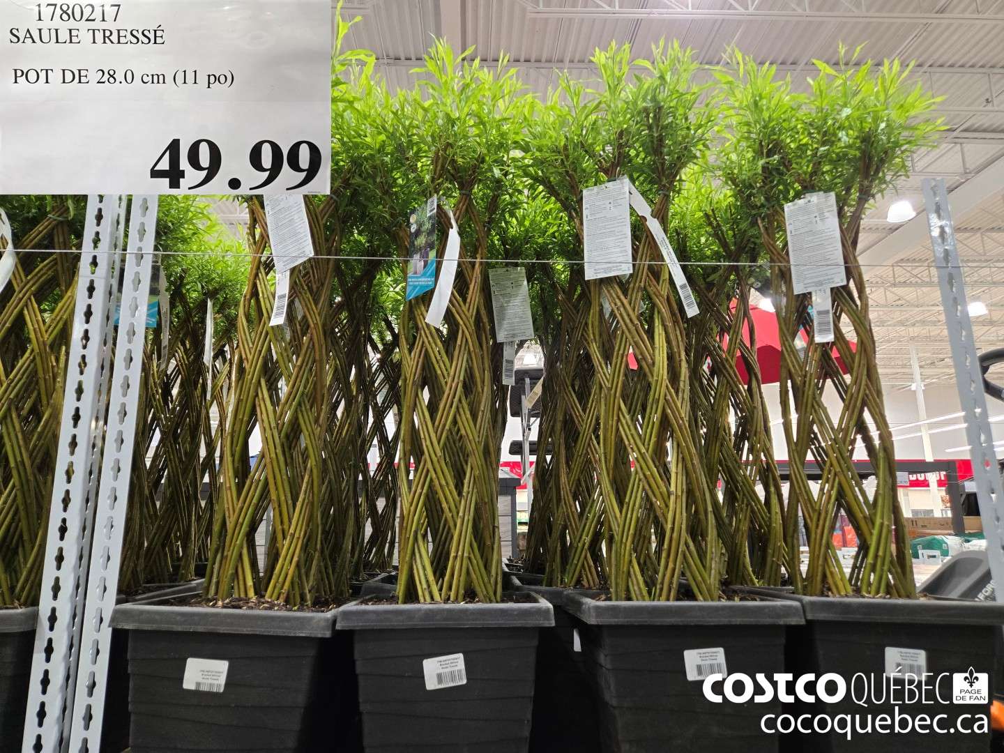 1780217 SAULE TRESSE POT DE 28.0 cm (11 po)  $49.99