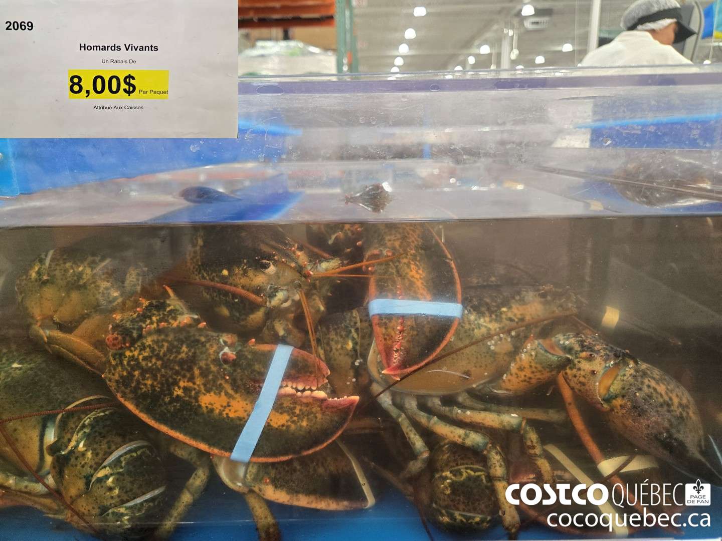 2069 Homards Vivants  ($8.00 INSTANT SAVINGS)