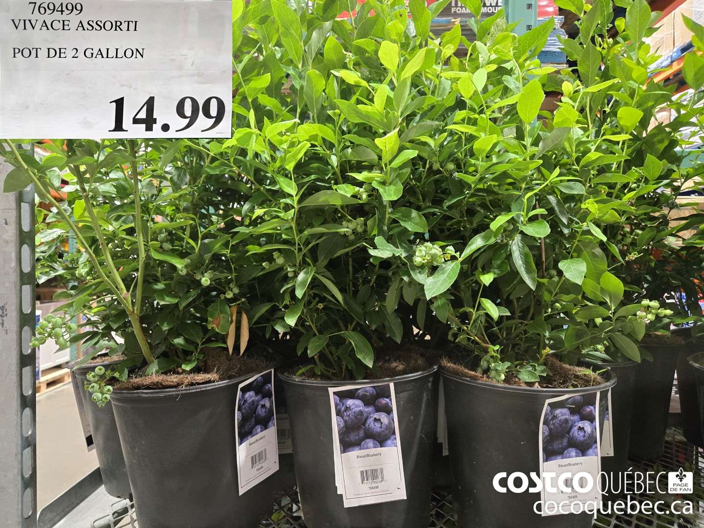 169499 VIVACE ASSORTI POT DE 2 GALLON  $14.99