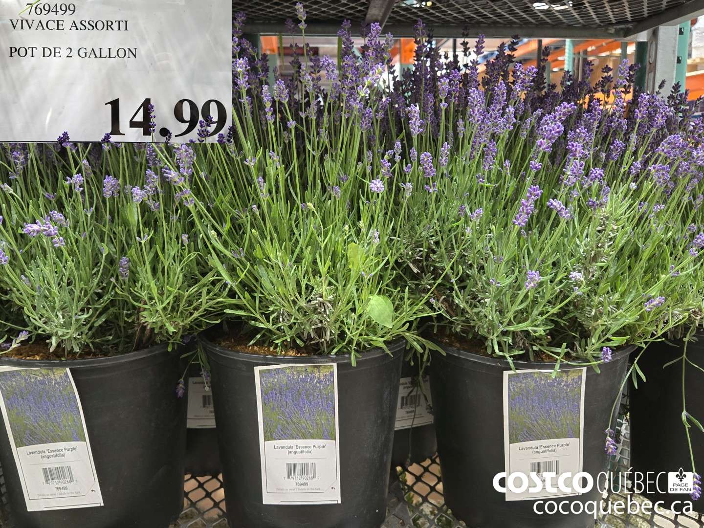 769499 VIVACE ASSORTI POT DE 2 GALLON  $14.99