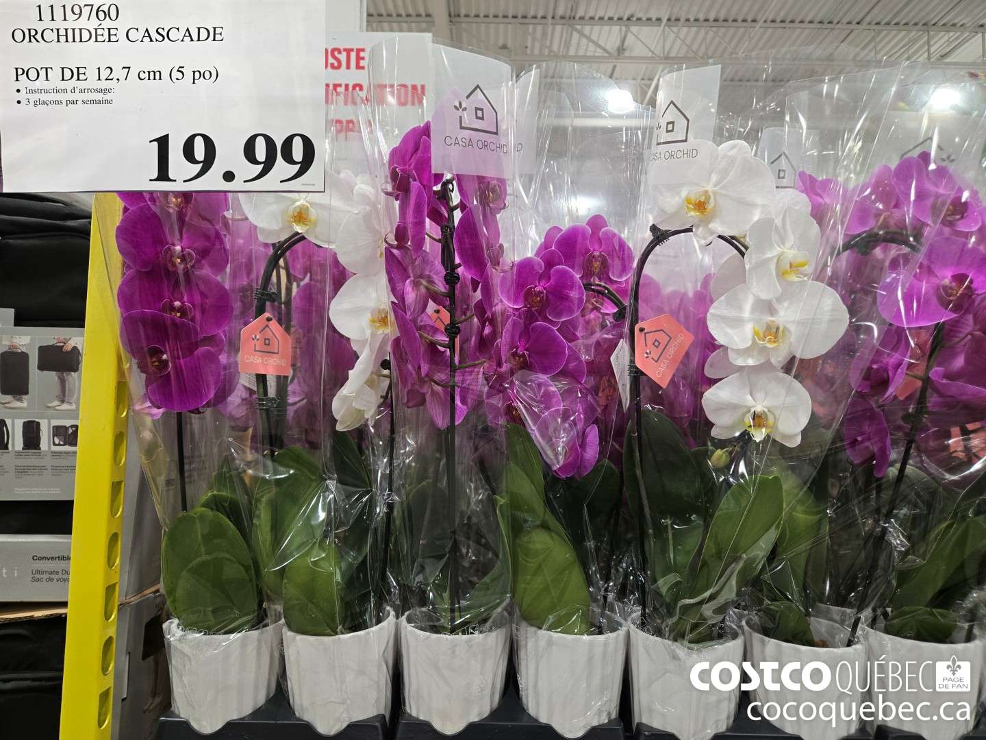 1119760 ORCHIDEE CASCADE POT DE 12,7 cm (5po)  $19.99