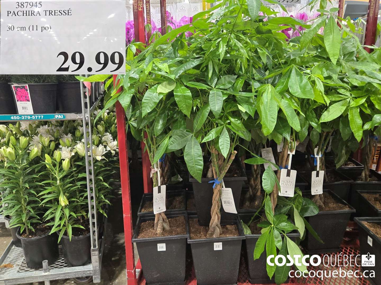 387945 PACHIRA TRESSE 30 cm (11 po)  $29.99