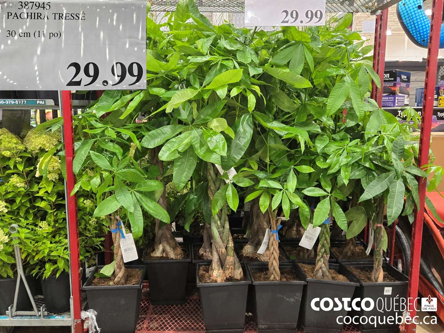 387945 PACHIRA TRESSE 30 cm (11 po)  $29.99