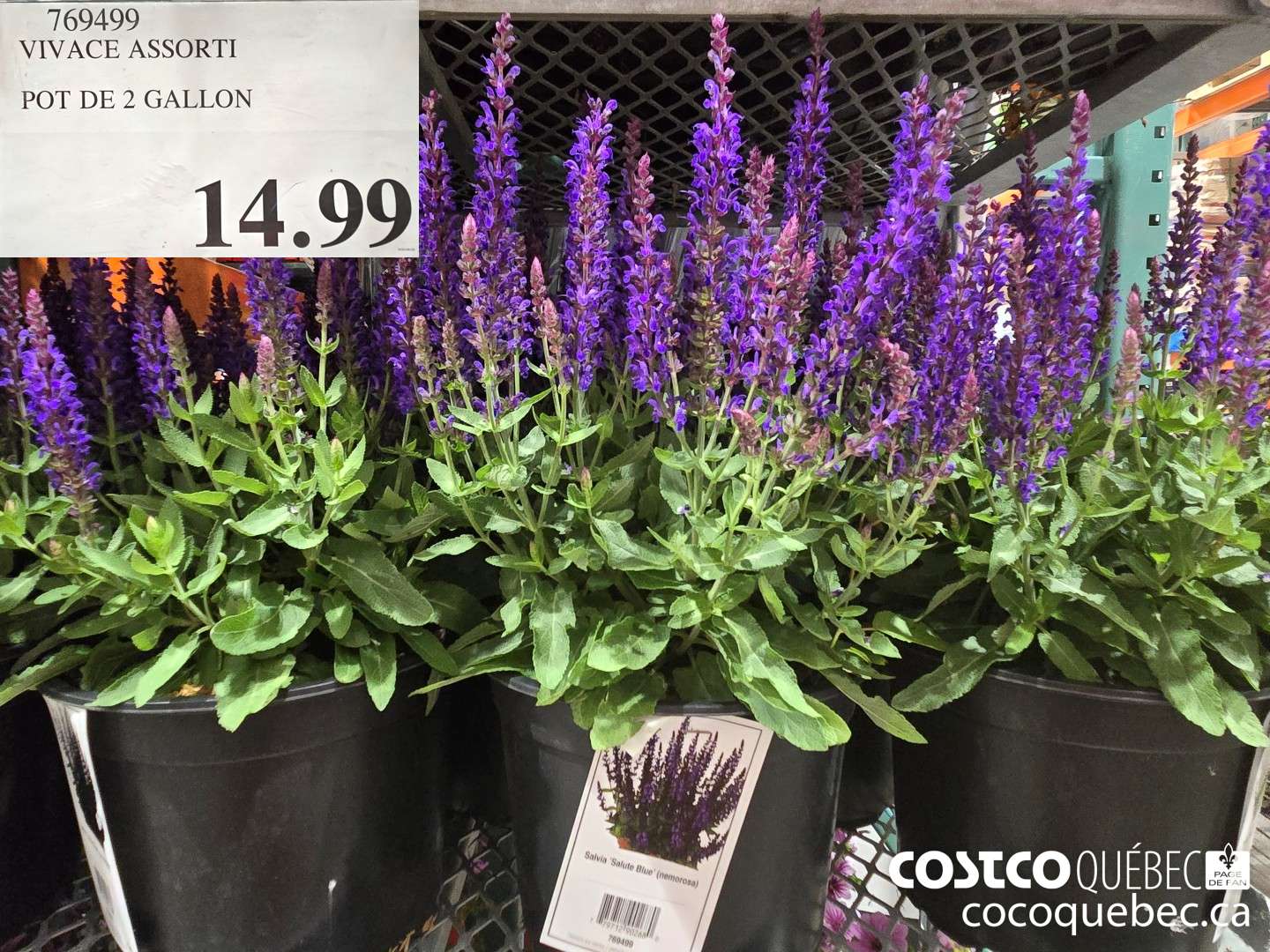 769499 VIVACE ASSORTI POT DE 2 GALLON  $14.99