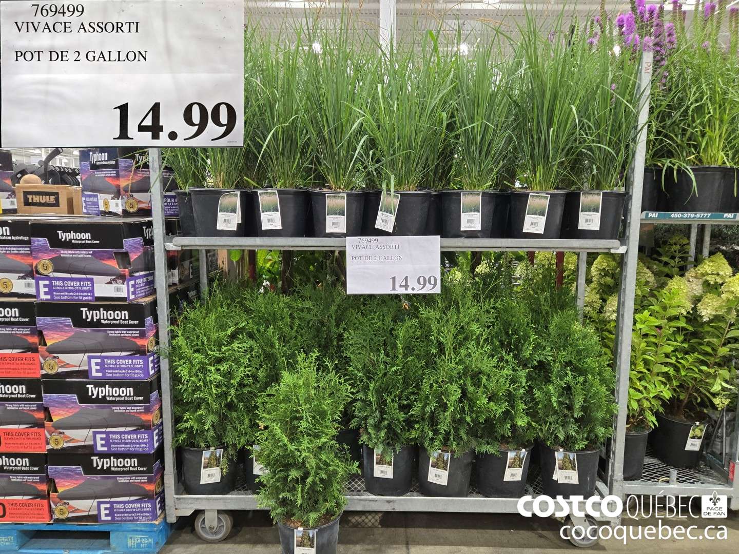 769499 VIVACE ASSORTI POT DE 2 GALLON  $14.99