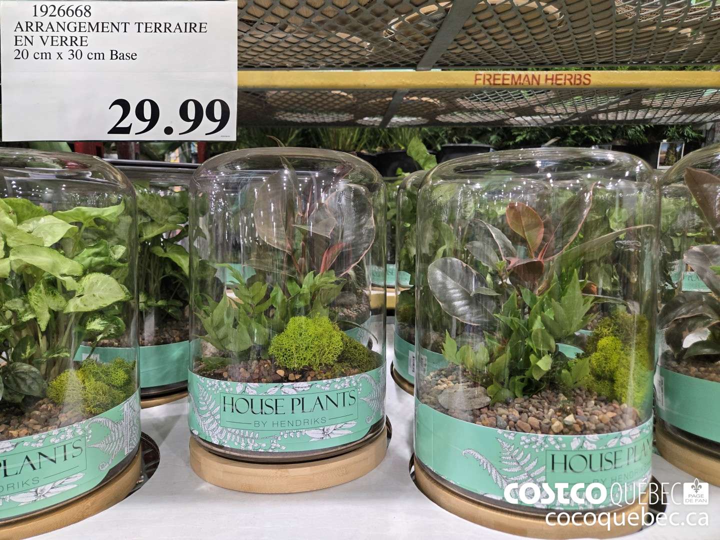 1926668 ARRANGEMENT TERRAIRE EN VERRE 20 cm x 30 cm Base  $29.99