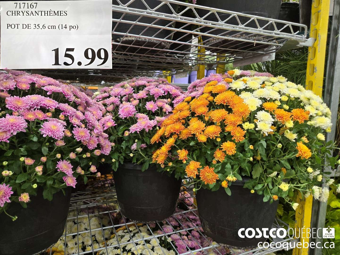 717167 CHRYSANTHEMES POT DE 35,6 cm (14 po)  $15.99