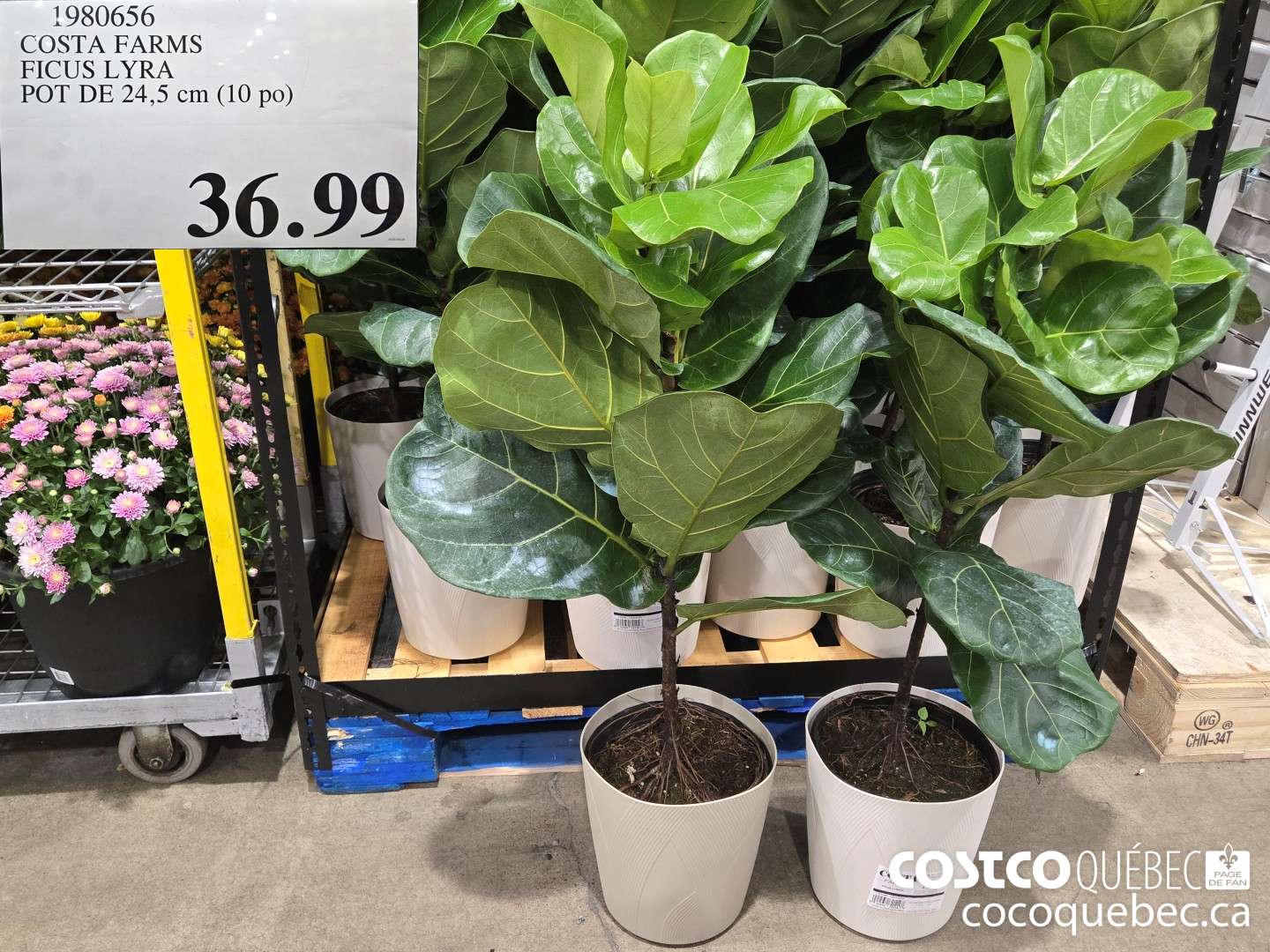 1980656 COSTA FARMS FICUS LYRA POT DE 24,5 cm (10 po)  $36.99