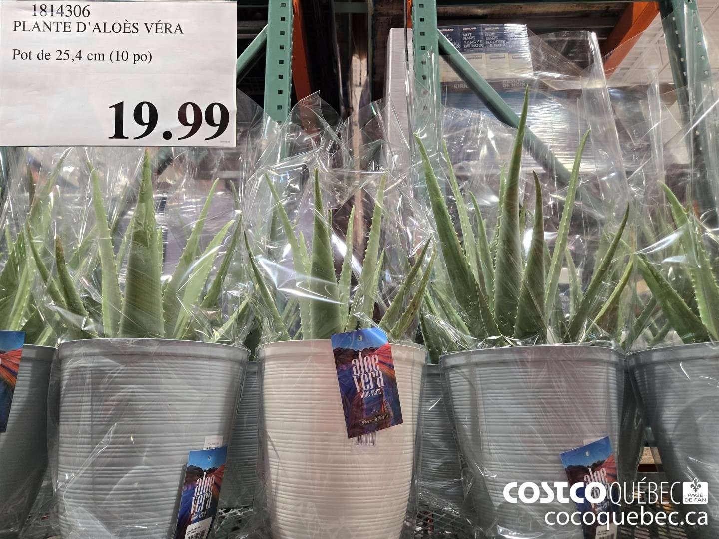1814306 PLANTE D'ALOES VERA Pot de 25,4 cm (10 po)  $19.99