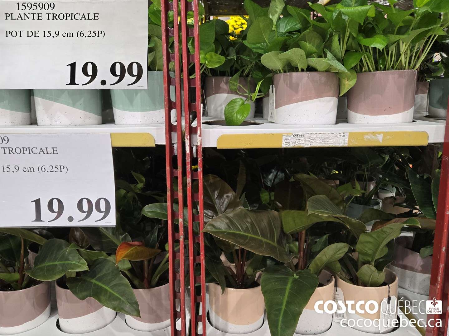 1595909 PLANTE TROPICALE POT DE 15,9 cm (6,25P)  $19.99