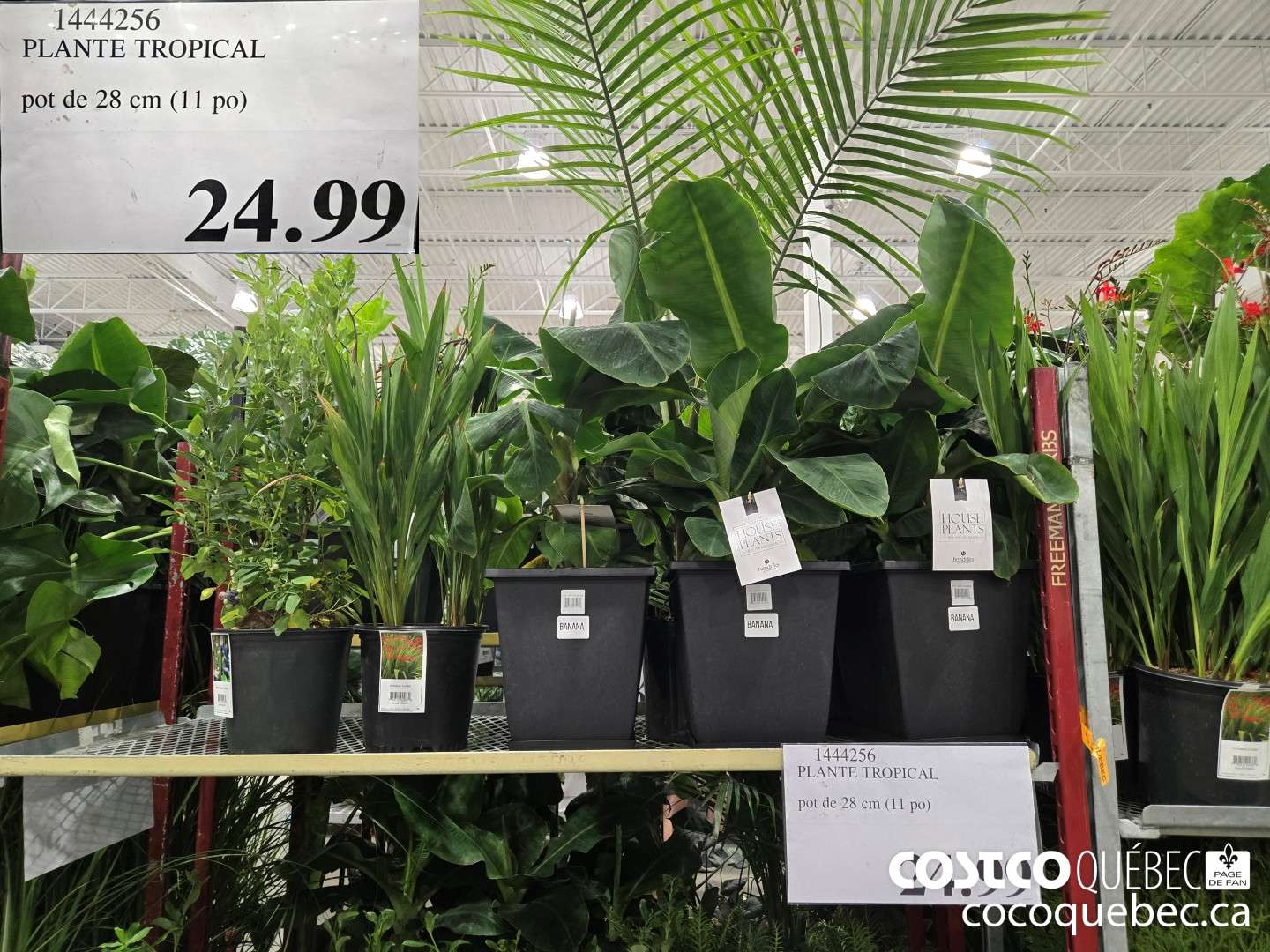 1444256 PLANTE TROPICAL pot de 28 cm (11 po)  $24.99