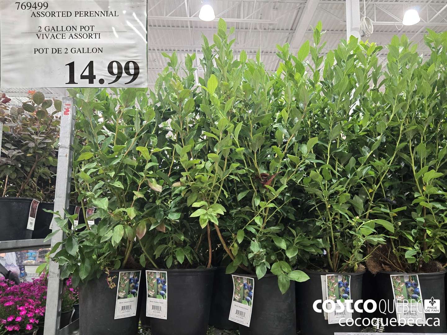 769499 VIVACE ASSORTI POT DE 2 GALLON  $14.99