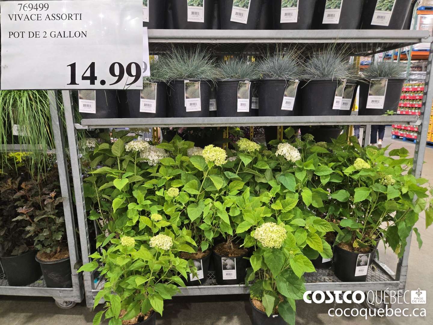 769499 VIVACE ASSORTI POT DE 2 GALLON  $14.99