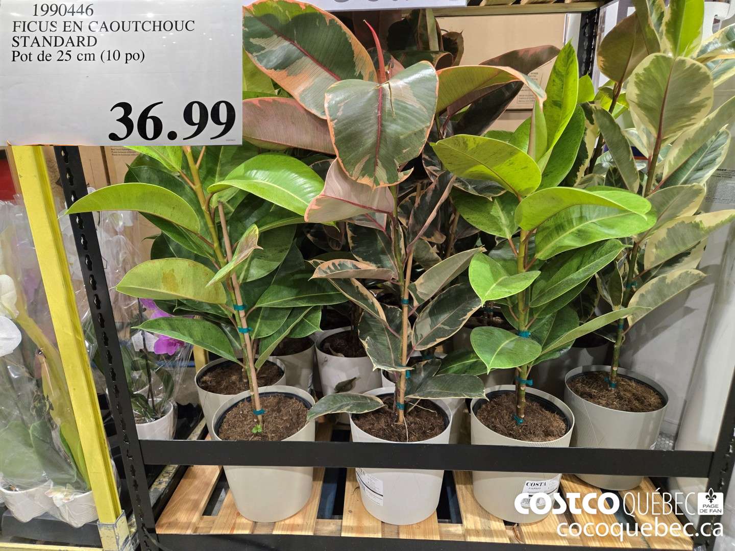 1990446 FICUS EN CAOUTCHOUC STANDARD Pot de 25 cm (10 po)  $36.99