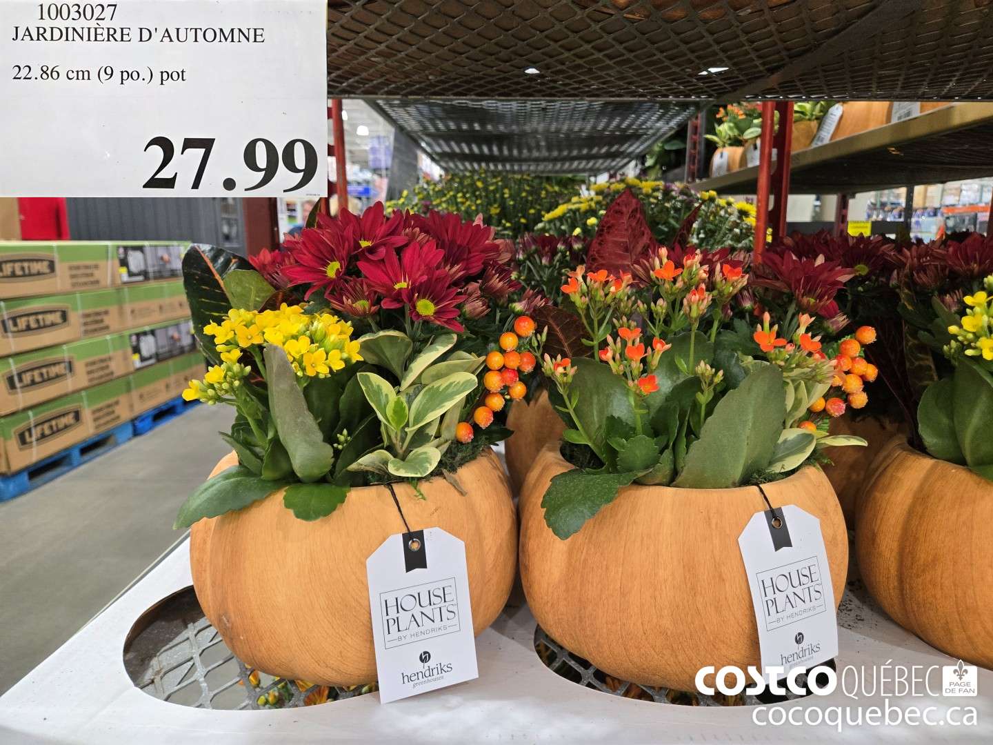 1003027 JARDINIERE D'AUTOMNE  $27.99