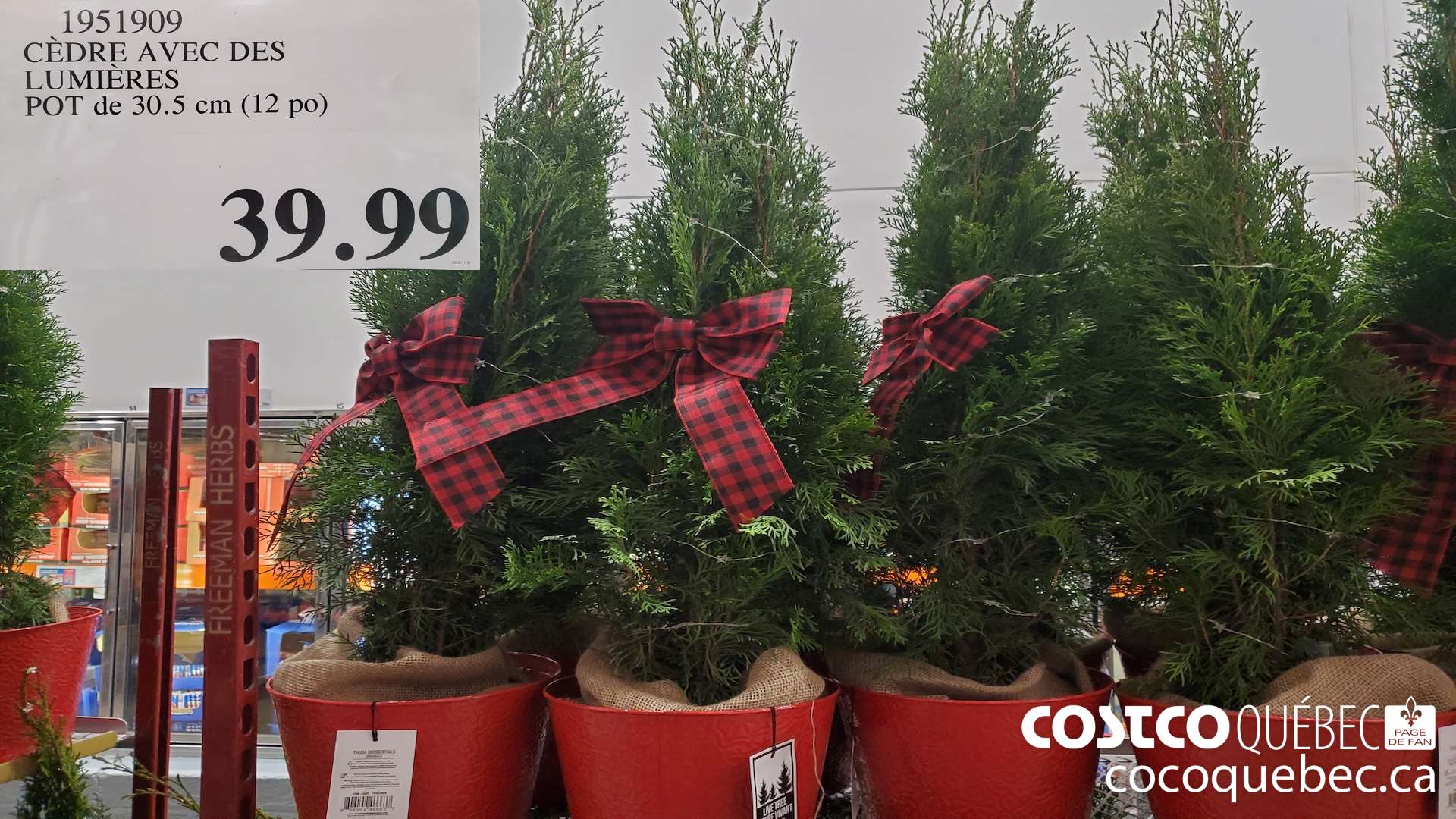 1951909 CEDRE AVEC DES LUMIERES POT de 30.5 cm (12 po) $39.99