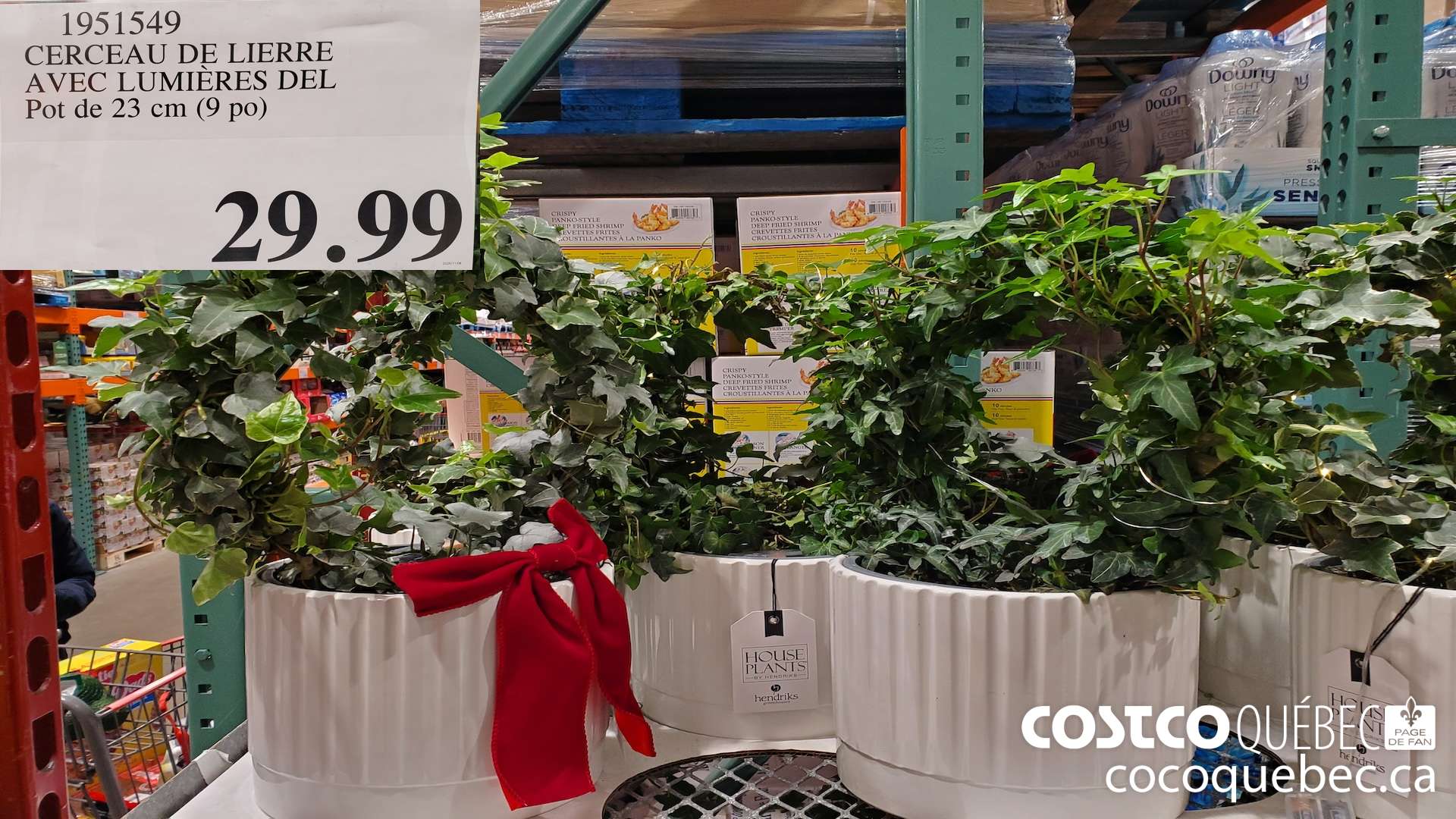 1951549 CERCEAU DE LIERRE AVEC LUMIERES DEL Pot de 23 cm (9 po)  $29.99