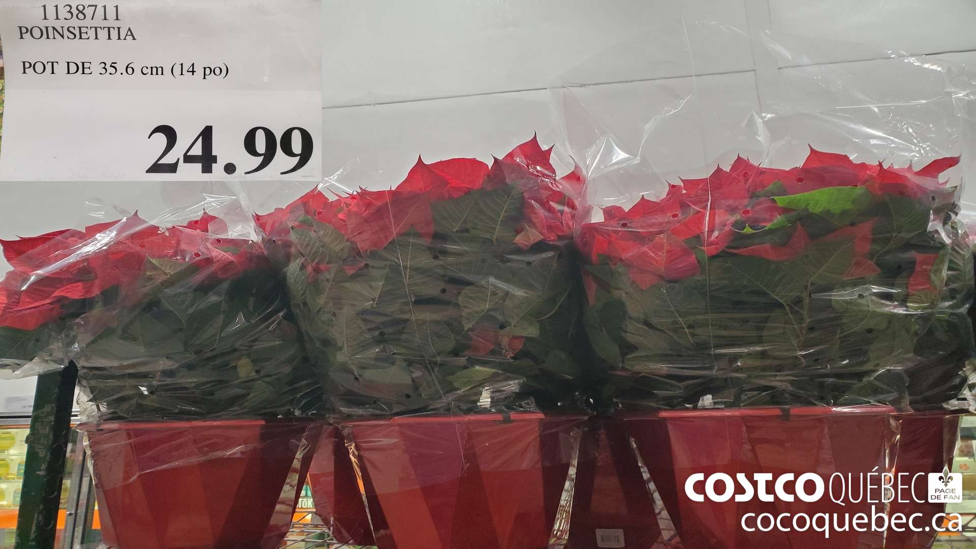 1138711 POINSETTIA $24.99