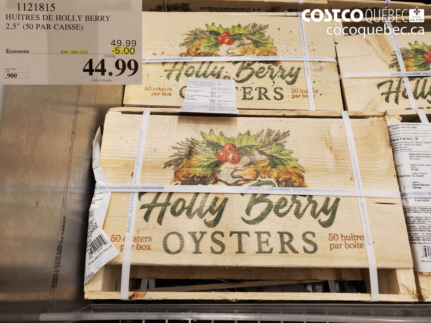 1121815 HUITRES DE HOLLY BERRY 2,5