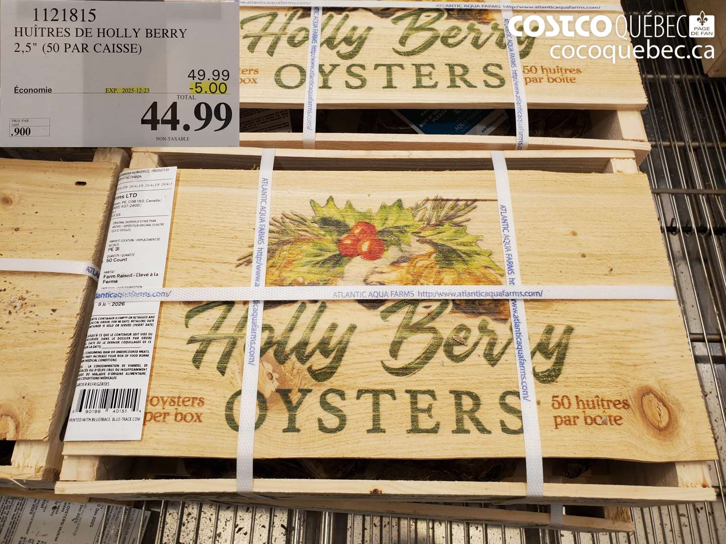 1121815 HUITRES DE HOLLY BERRY 2,5