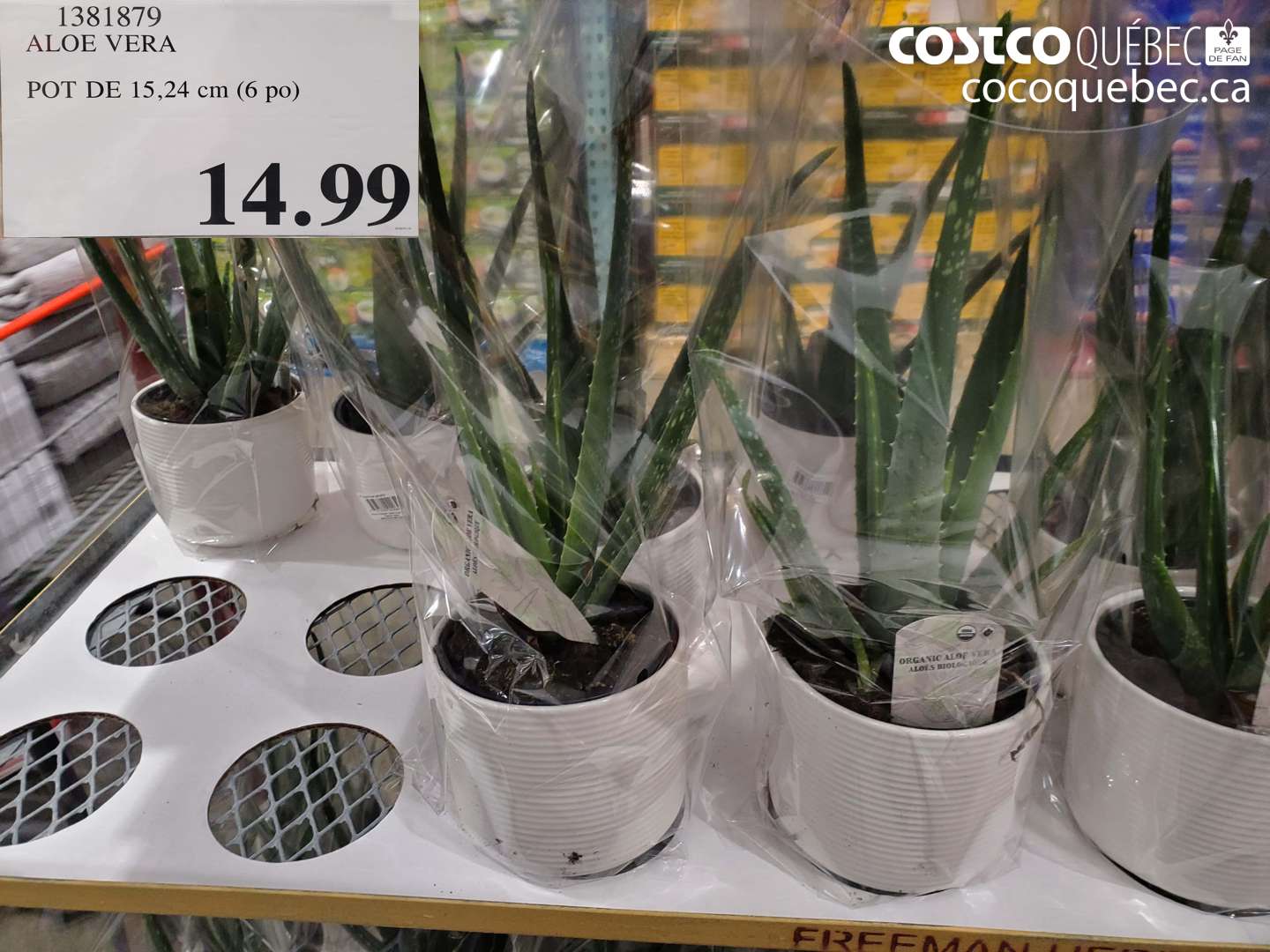 1381879 ALOE VERA POT DE 15,24 cm (6 po)  $14.99