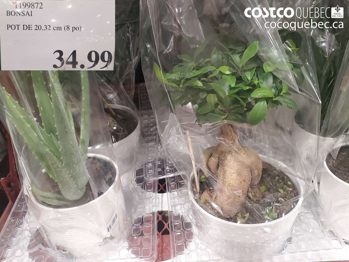 1199872 BONSAI POT DE 20,32 cm (8 po) $34.99